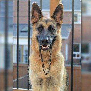 Строгий ошейник HS Sprenger ø2.25 мм для немецкой овчарки «Way to calm»